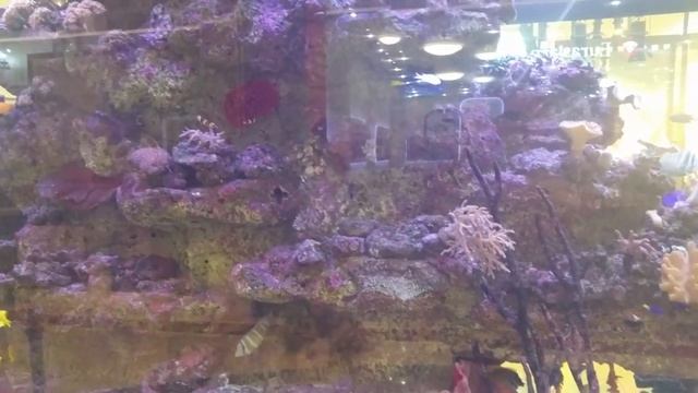 Аквариум в ТРЦ Мега (Алматы 2015) смотреть онлайн