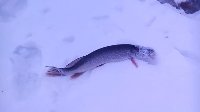 Щука на жерлицы. Рыбалка в Томской области. смотреть онлайн