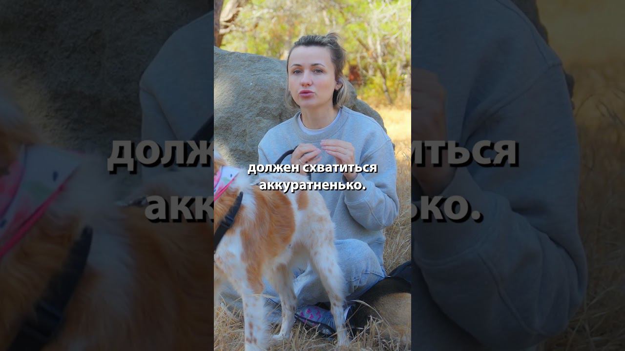 Можно ли испортить прикус собаки перетяжкой? #shorts смотреть онлайн