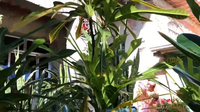 Croton/planta linda para jardim 🌱 смотреть онлайн