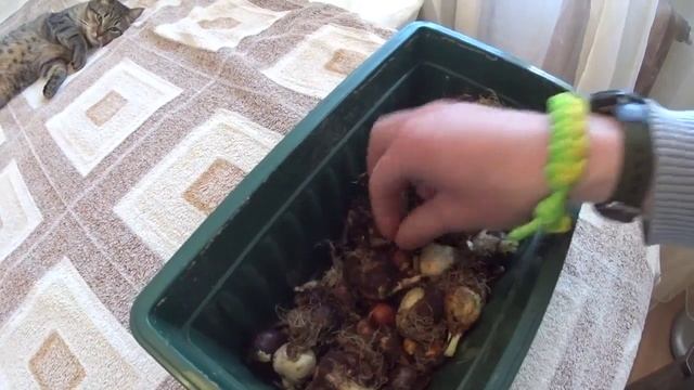 Что делать с луковицами тюльпанов после выгонки (серия 5) смотреть онлайн