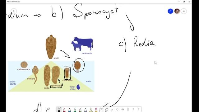Fasciola Hepatica смотреть онлайн