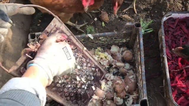 Осень Нужно сохранить морковку смотреть онлайн
