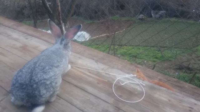 Как кошка играет с кроликом🐱🐰 смотреть онлайн