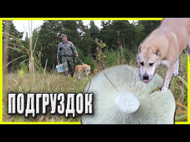 ГРУЗДИ Прогулка с собакой превратилась в тихую охоту Деревенская жизнь смотреть онлайн
