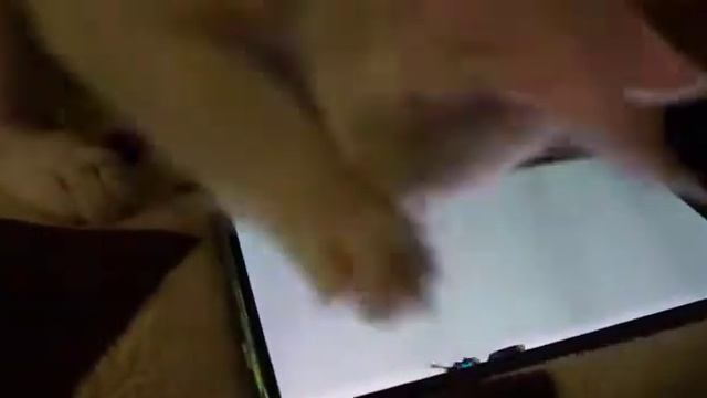 кот играет в телефоне смотреть онлайн