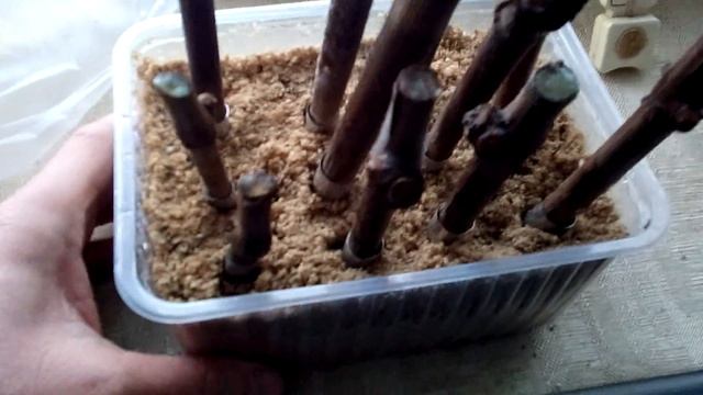 Как прорастить черенки винограда во влажных опилках. смотреть онлайн