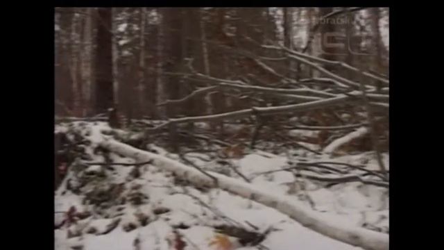Наказание за сбор валежника могут отменить уже в этом году смотреть онлайн