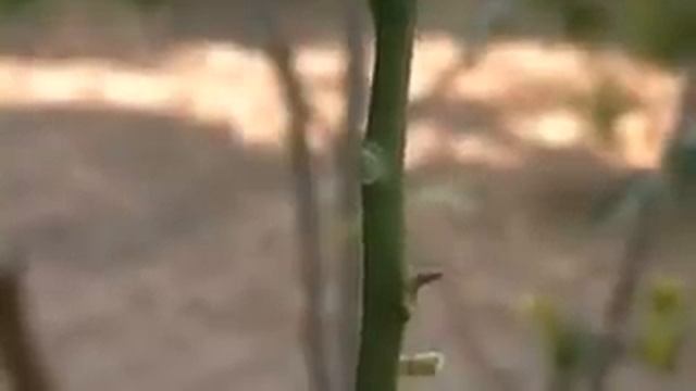 Innesto a corona limone смотреть онлайн