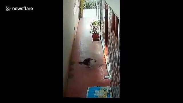 Кот спас семью от ядовитой змеи. The cat saved the family from a poisonous snake. смотреть онлайн