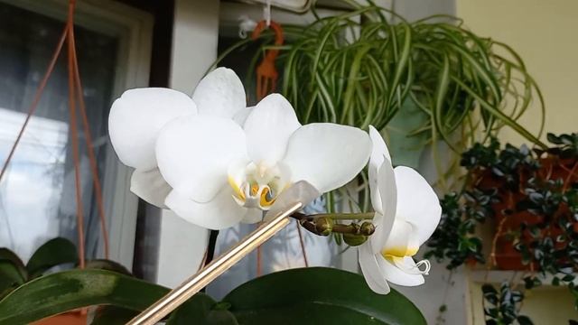 21.04. 2023 р.квітковий огляд ?? смотреть онлайн