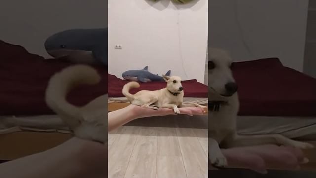 Как отучить собаку лежать на кровати? смотреть онлайн