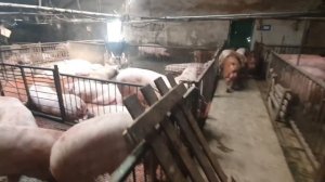 СВИНОФЕРМА В РОССИИ . НАША КРУПНОБЕЛАЯ ПОРОДА СВИНЕЙ . РАБОТА С ХРЯКАМИ . ХРЯК ПОРОДЫ ДЮРОК