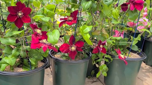 Clematis Charmaine™// Raymond Evison Selection With 3 Types Of AMAZING? SUMPTUOUS Velvet Red Flower