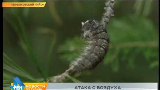 Для борьбы сибирским шелкопрядом леса в Черемховском и Заларинском районах обрабатывают химикатами