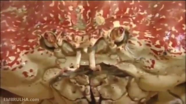 Самый большой краб в мире смотреть онлайн