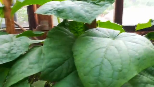 ??? Продолжаем ОБУСТРОЙСТВО ЗАБРОШЕННОЙ ДАЧИ ? 6 СОТОК ? ИЮЛЬ 2020 ? смотреть онлайн