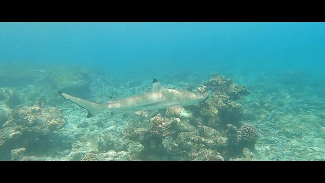 Snorkelling at Mirihi Maldives - Reef Access From The Beach смотреть онлайн