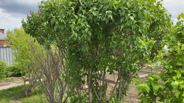 Розы после заморозков и града! Опасность использования гербицидов в сиреневом саду? смотреть онлайн