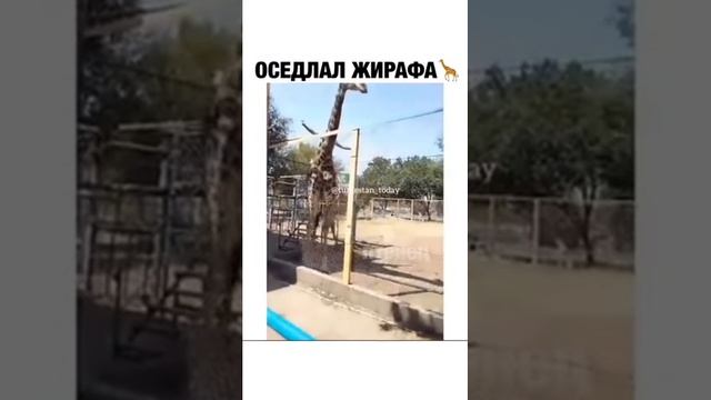 Детка это Шымкент? смотреть онлайн