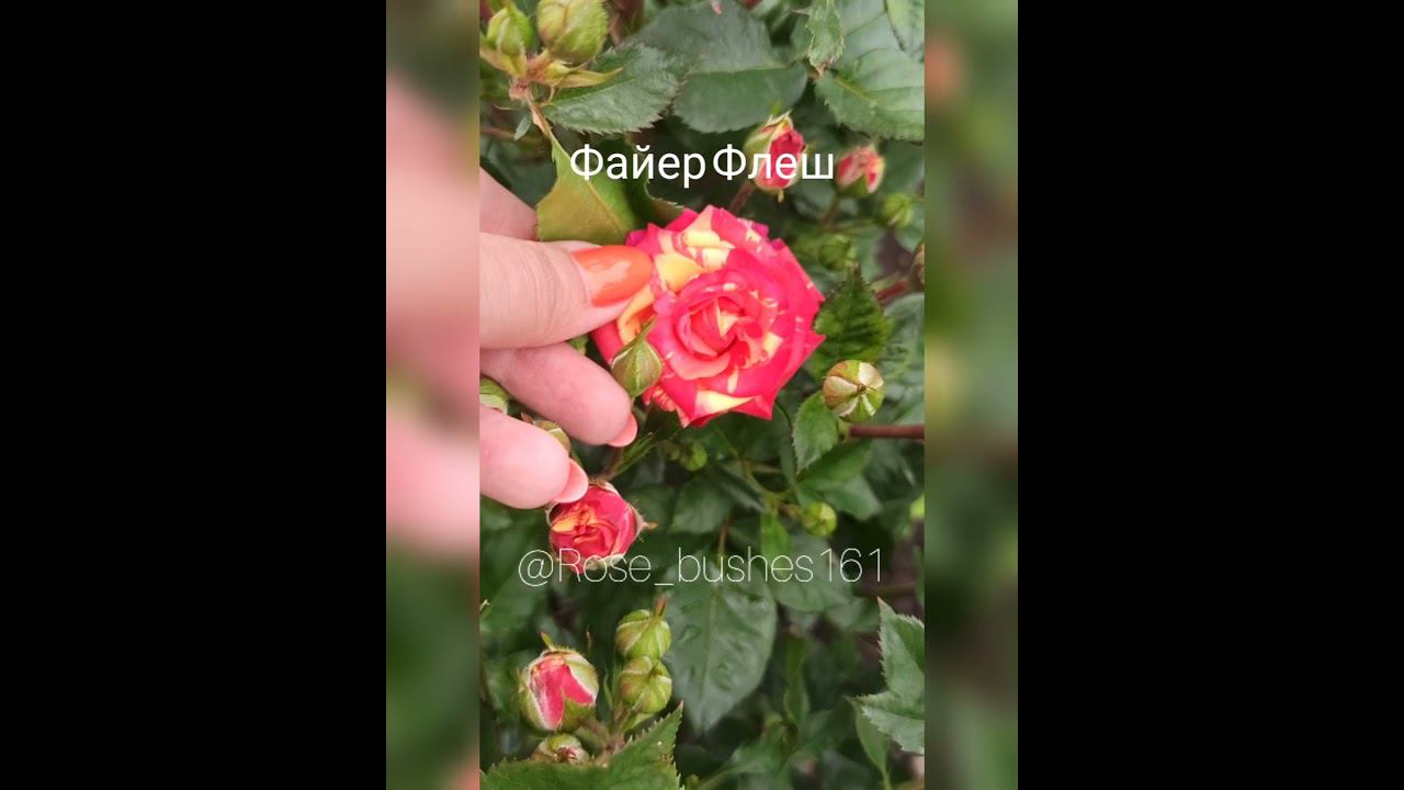 Файер Флеш Fair Flash смотреть онлайн