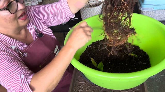 TRANSPLANTANDO Y PROPAGANDO Las SYNGONIUMS PINK Y ALBO VARIEGADA. ¿Que Paso Con La Thai?🪴S4-E237