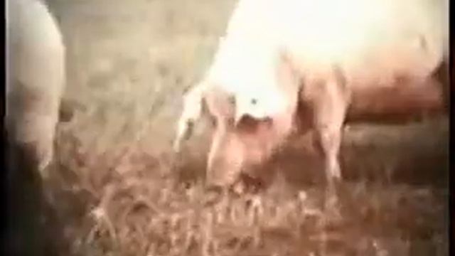 Генетика и селекция: Украинская белая смотреть онлайн