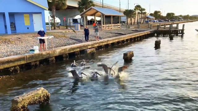 рыбалка на поплавок в океане Джексон Бич . visiting Connie.Florida Evening Fishing смотреть онлайн