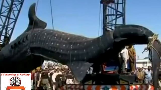 Huge whale shark. В Пакистане поймана гигантская китовая акула смотреть онлайн