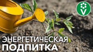 ПОЛЕЙТЕ ЭТИМ ОГУРЦЫ, ПЕРЦЫ И ТОМАТЫ В ХОЛОДНУЮ ПОГОДУ И УРОЖАЙ БУДЕТ ОГРОМНЫМ