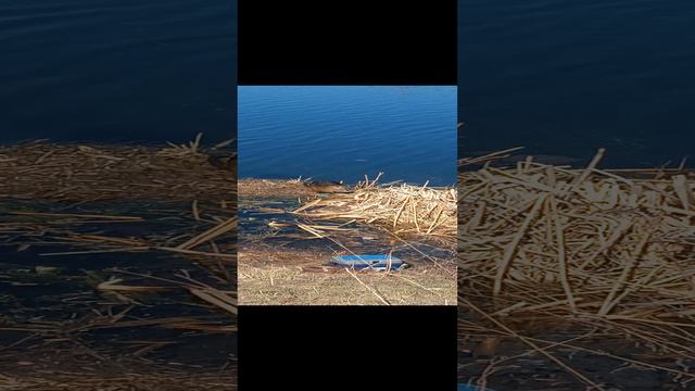 Речные обитатели