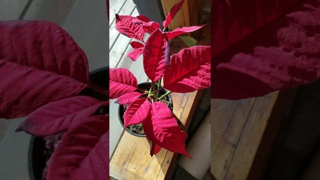Poinsettia plant Christmas indoors plant. Red leaves and beautiful. смотреть онлайн