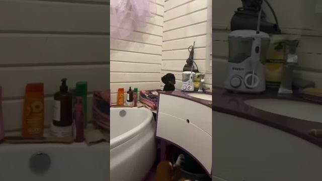 Собака вор. Думали такса коротконогая и не будет лазить по столам… смотреть онлайн