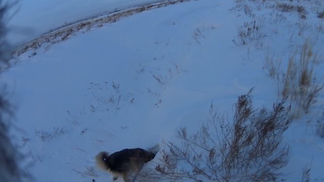 Охота на зайца с лайкой 15.01.17. №15 смотреть онлайн