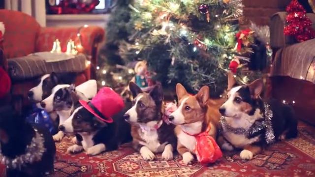 КАК СОБАКИ ОТМЕЧАЮТ НОВЫЙ ГОД БЕЗ ЛЮДЕЙ смотреть онлайн