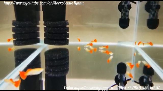 Таинственные альбиносы. Часть 6. Перевод в большие аквариумы. смотреть онлайн