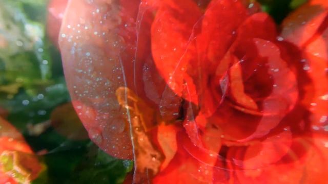 Любимый папа, стихи для тебя... смотреть онлайн