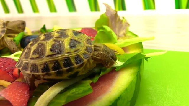 Baby Russian Turtle Tortoises Love Watermelon Pizza смотреть онлайн