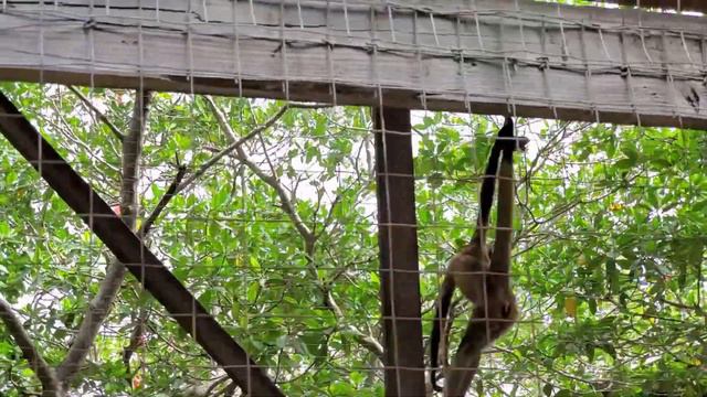 СТРАНА ГОНДУРАС - УДОВОЛЬСТВИЕ С ЖИВОТНЫМИ смотреть онлайн