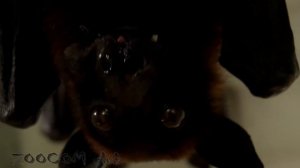 Домашняя летучая собака: содержание и уход.