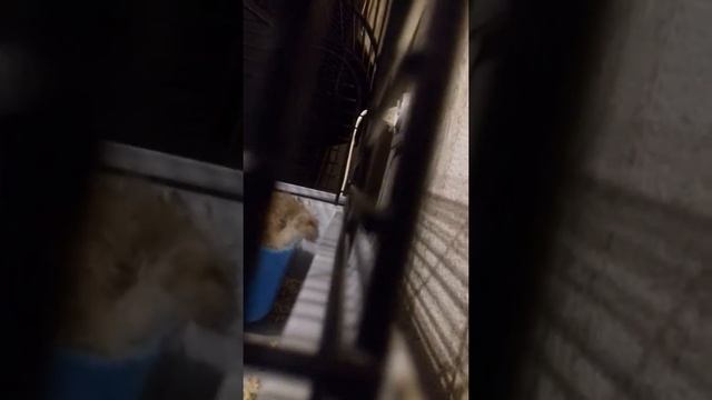 Хомяк долгожитель смотреть онлайн