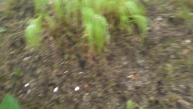 Редкая Гусеница Сахалина .8 августа 2021 г. смотреть онлайн