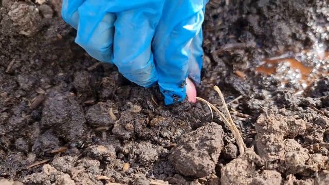 ОБЯЗАТЕЛЬНО посейте МОРКОВЬ ТАКИМ СПОСОБОМ. Хитрость БОГАТОГО УРОЖАЯ смотреть онлайн