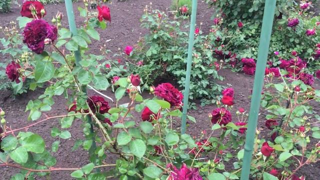 Tradescant rose смотреть онлайн