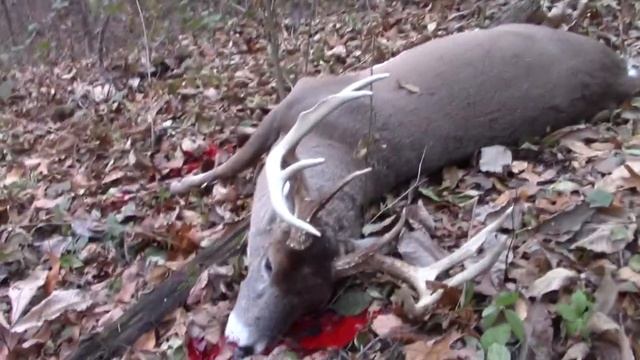 "King of the Hill" PUBLIC LAND 147"(Deer Hunt) смотреть онлайн