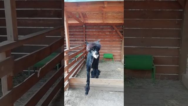 мир животных.Альпака. смотреть онлайн