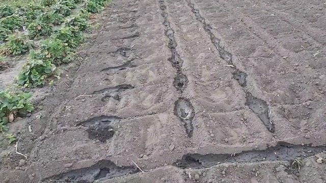 ПОСАДКА КЛУБНИКИ В АВГУСТЕ смотреть онлайн
