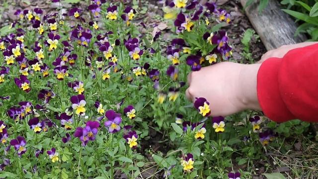 Lots of Pansy And Viola Growing Tips-Video Growing Guide смотреть онлайн