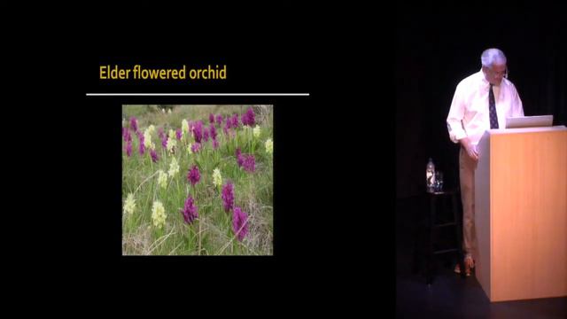 Norwegian Wild Flowers