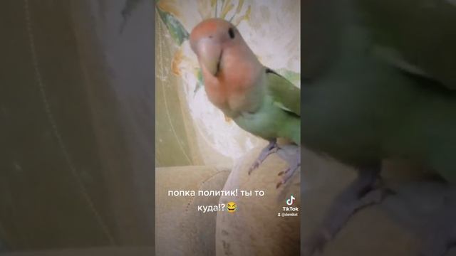 попка политик смотреть онлайн
